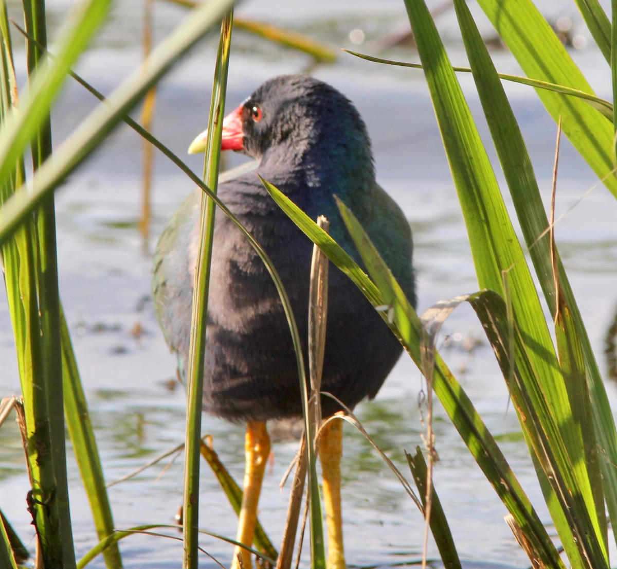 Purple Gallinule - ML633496231