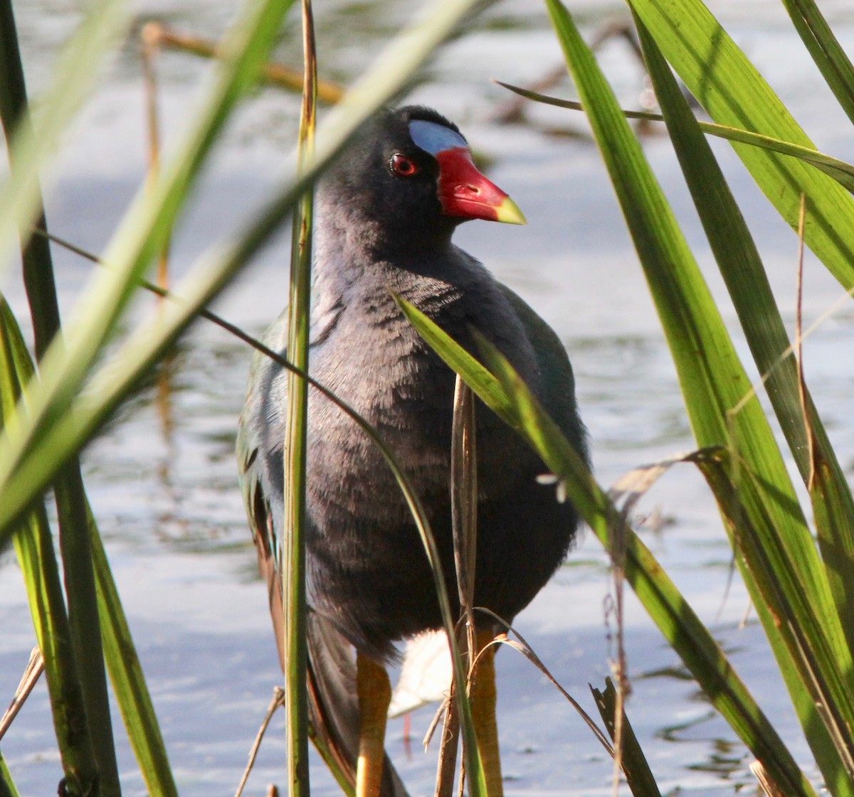 Purple Gallinule - ML633496233