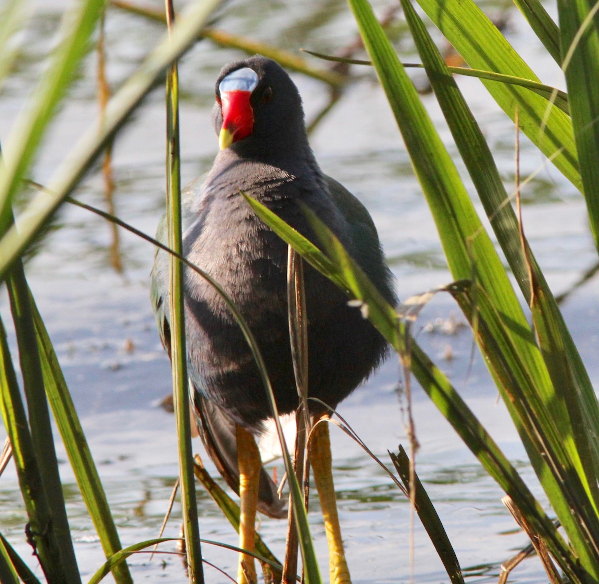 Purple Gallinule - ML633496235