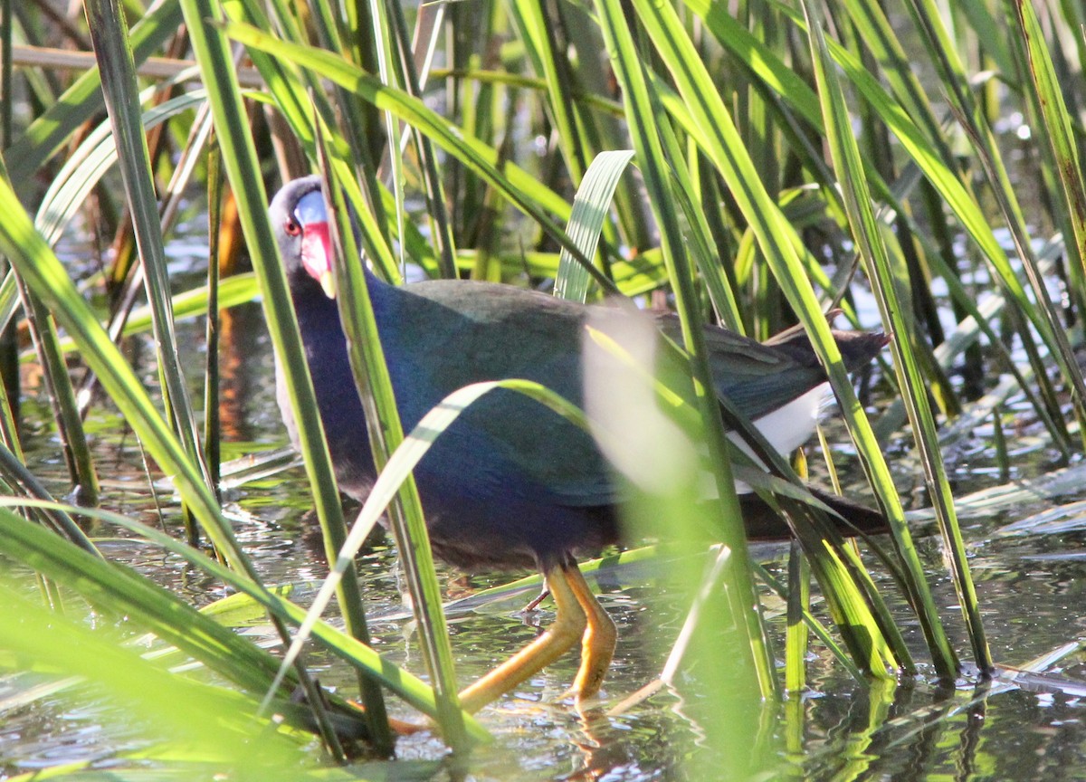 Purple Gallinule - ML633496236