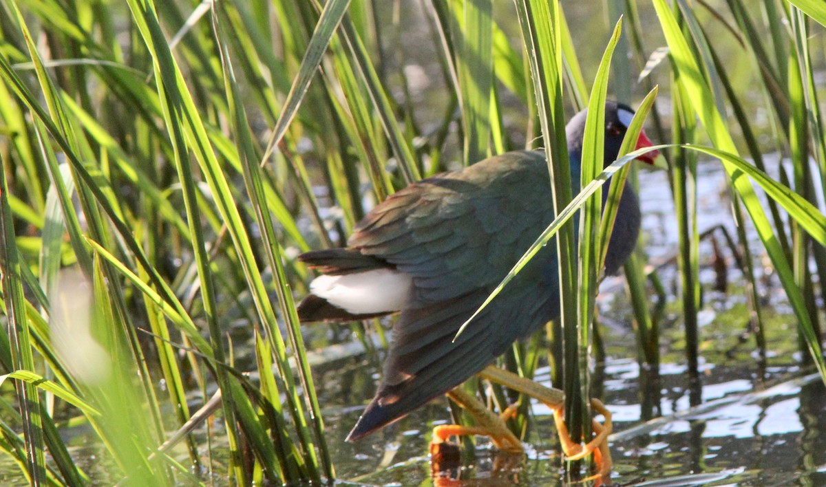 Purple Gallinule - ML633496237