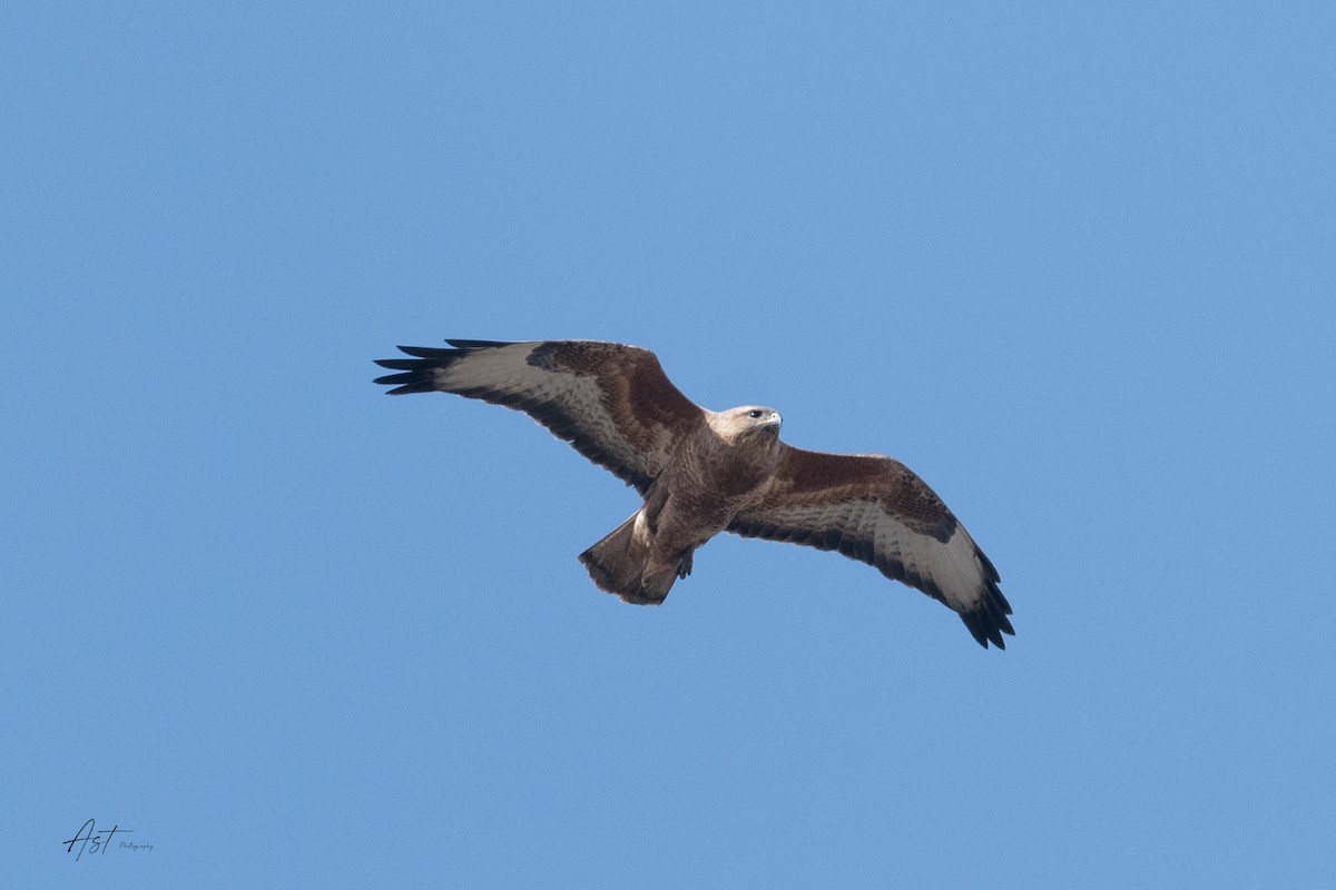 Eastern Buzzard - ML633496280