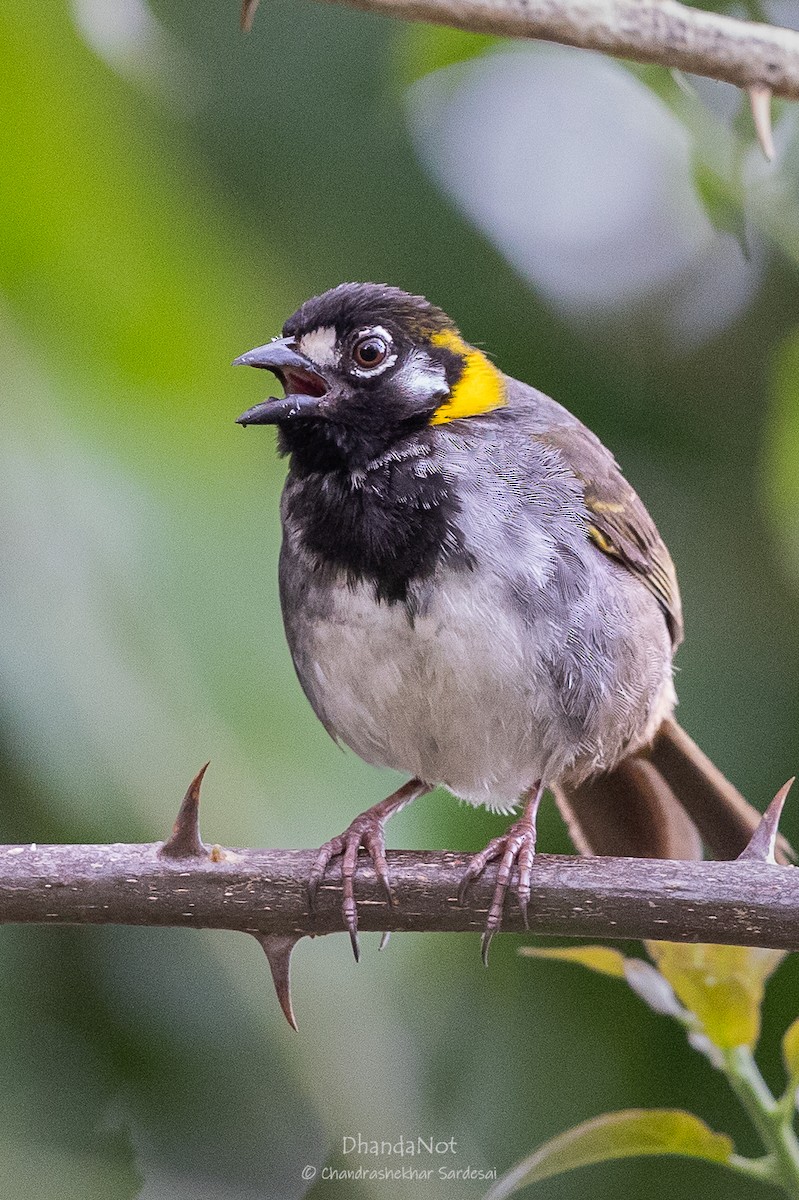 White-eared Ground-Sparrow - ML633496285