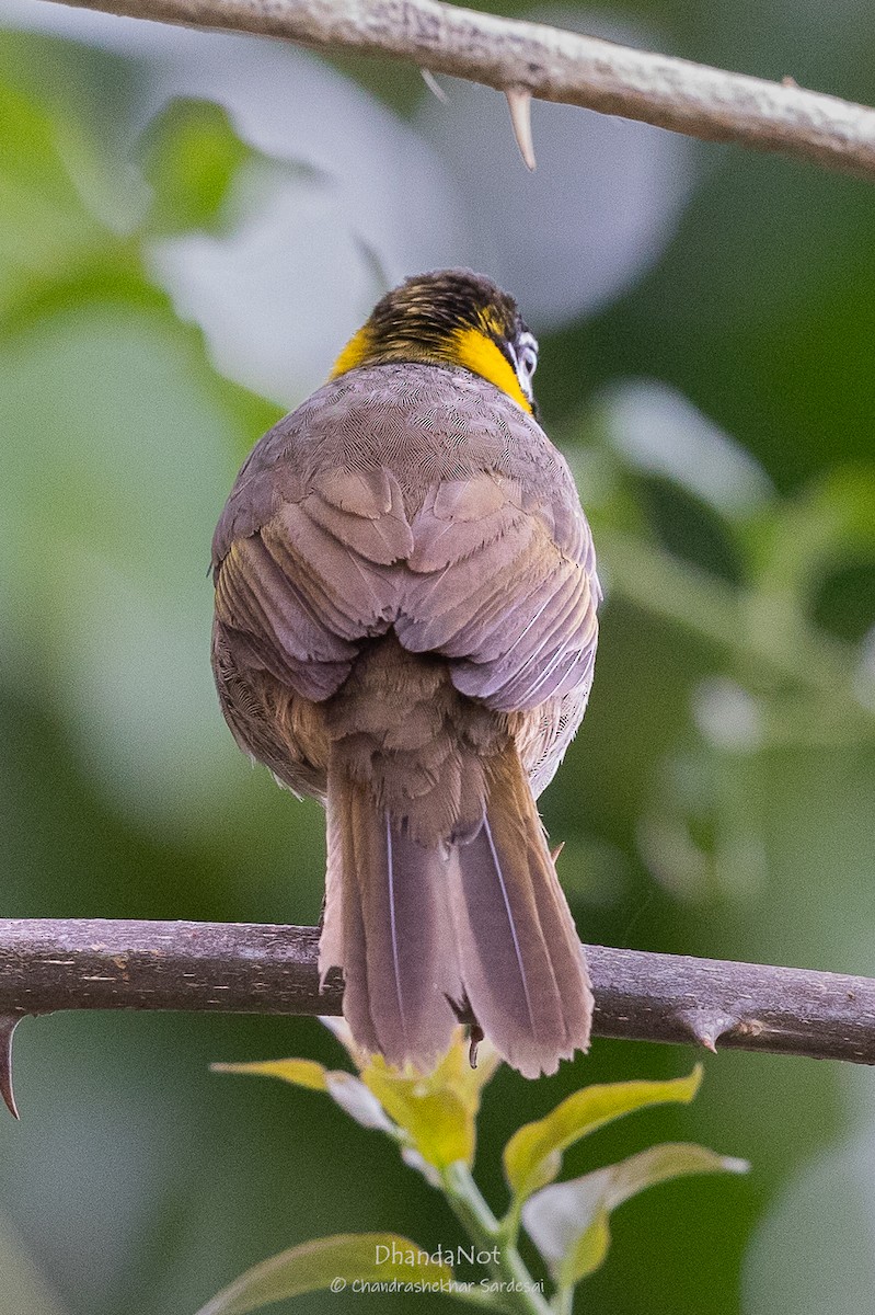 White-eared Ground-Sparrow - ML633496286