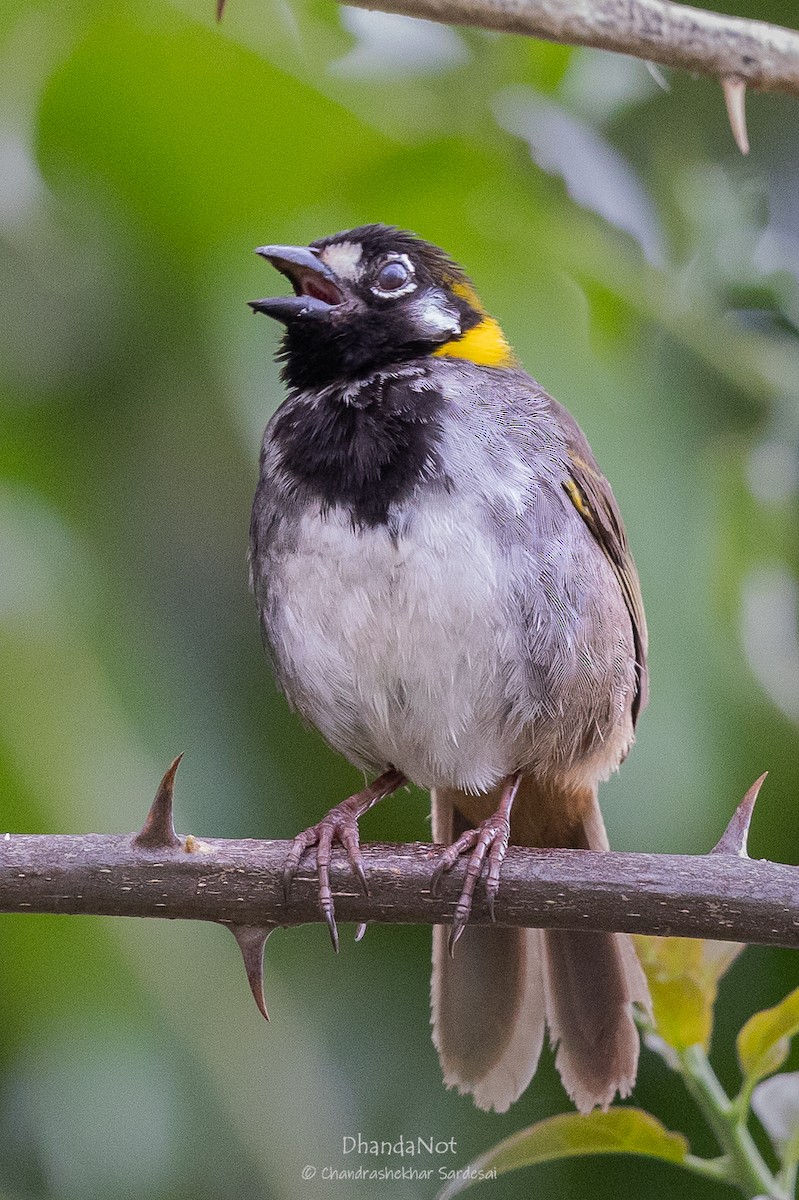 White-eared Ground-Sparrow - ML633496287