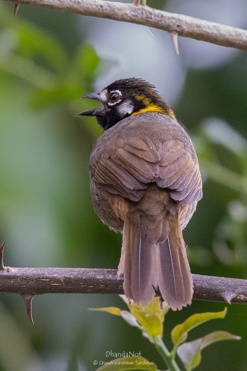 White-eared Ground-Sparrow - ML633496288