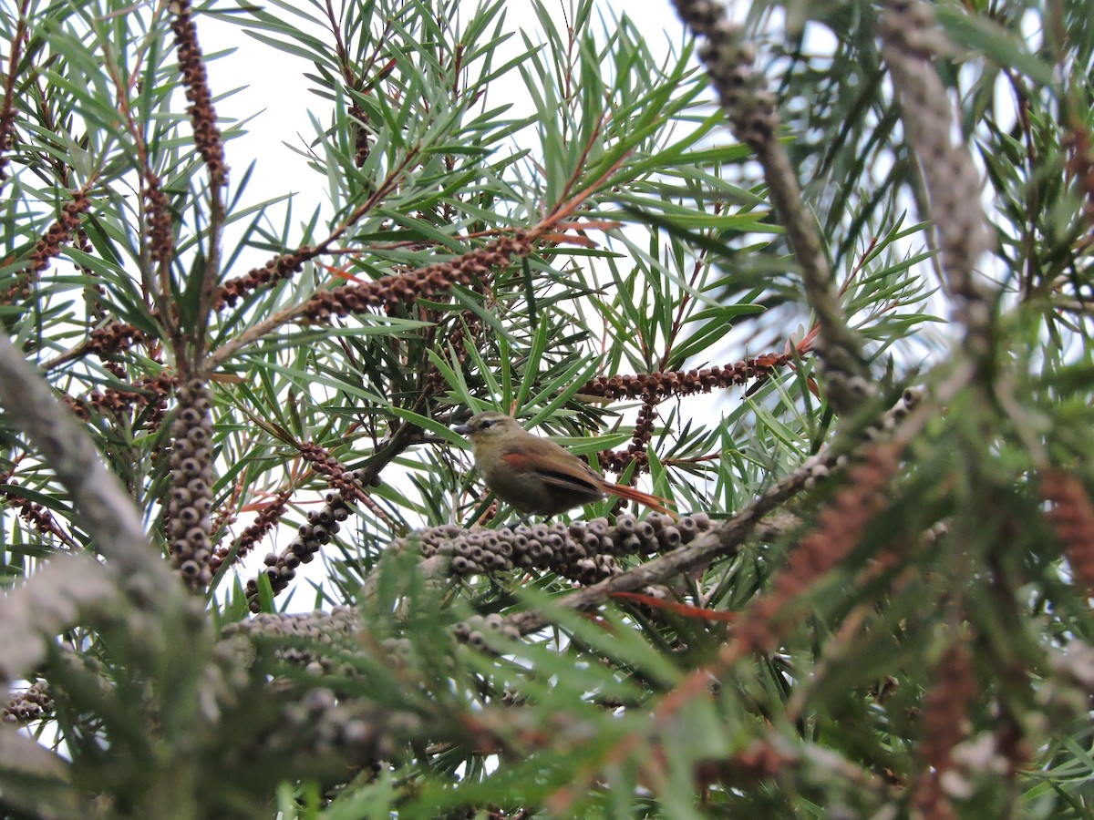 Olive Spinetail - ML633496394