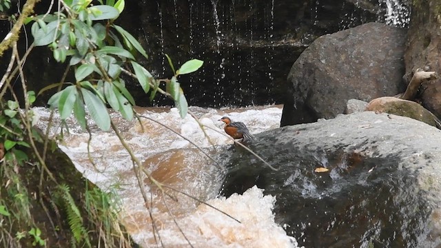 Torrent Duck - ML633496402