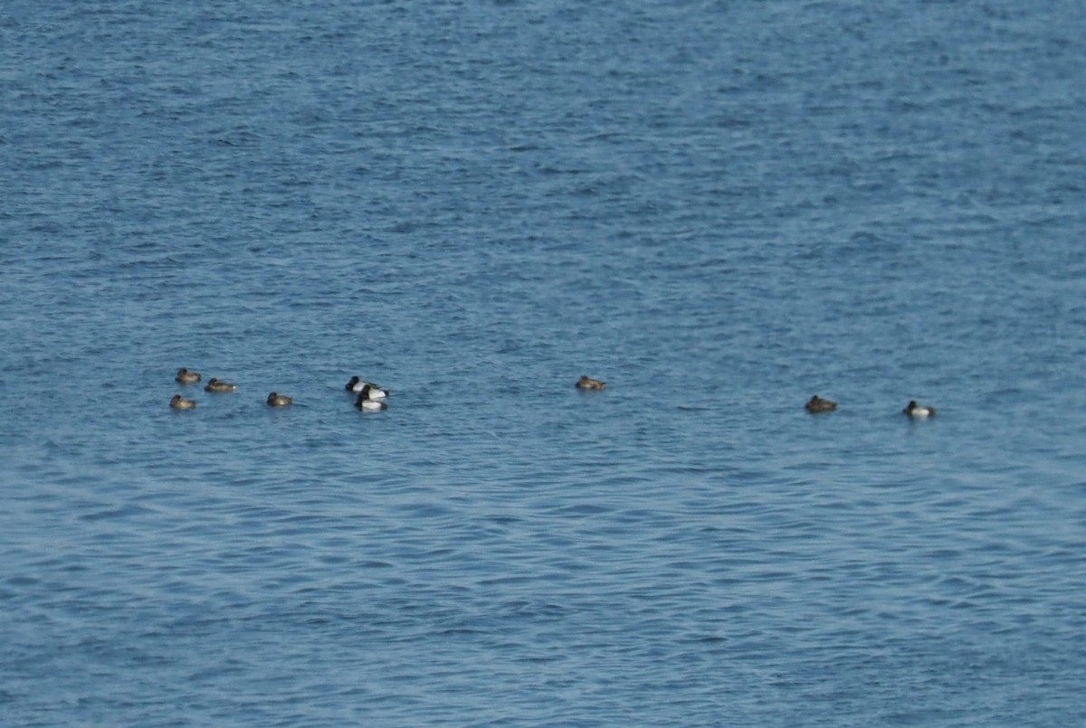 Greater Scaup - ML633496403