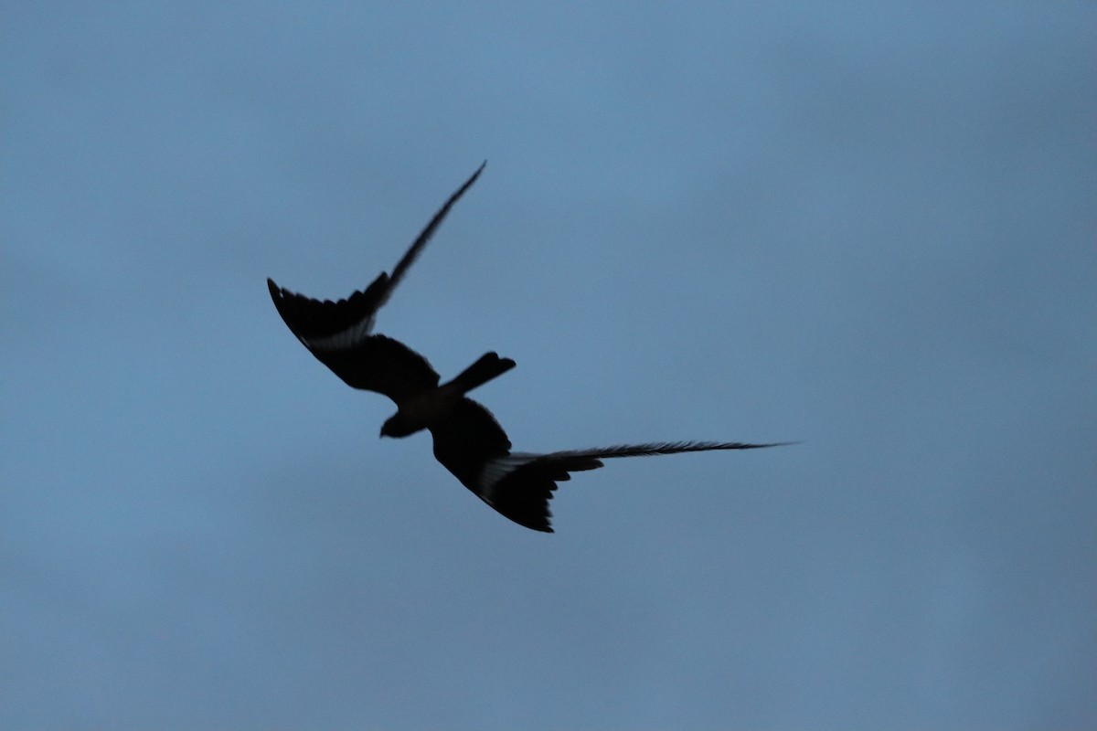 Pennant-winged Nightjar - ML633496418