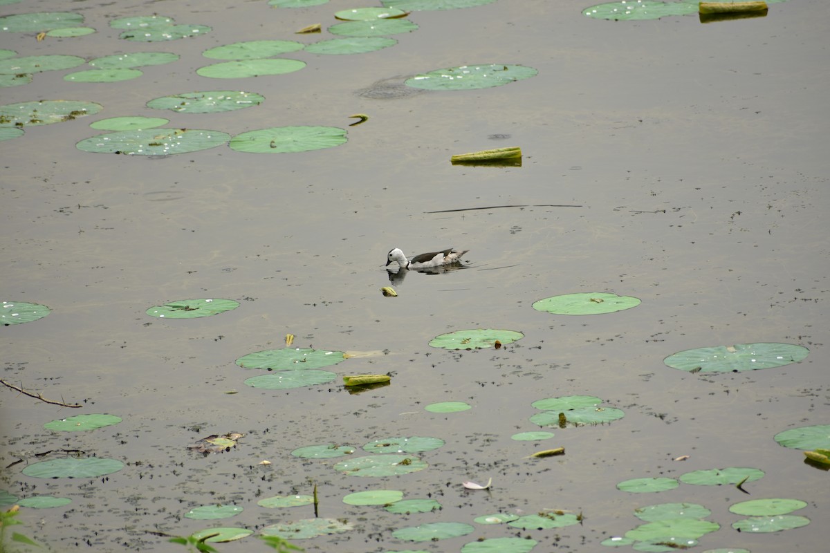 Cotton Pygmy-Goose - ML633496740