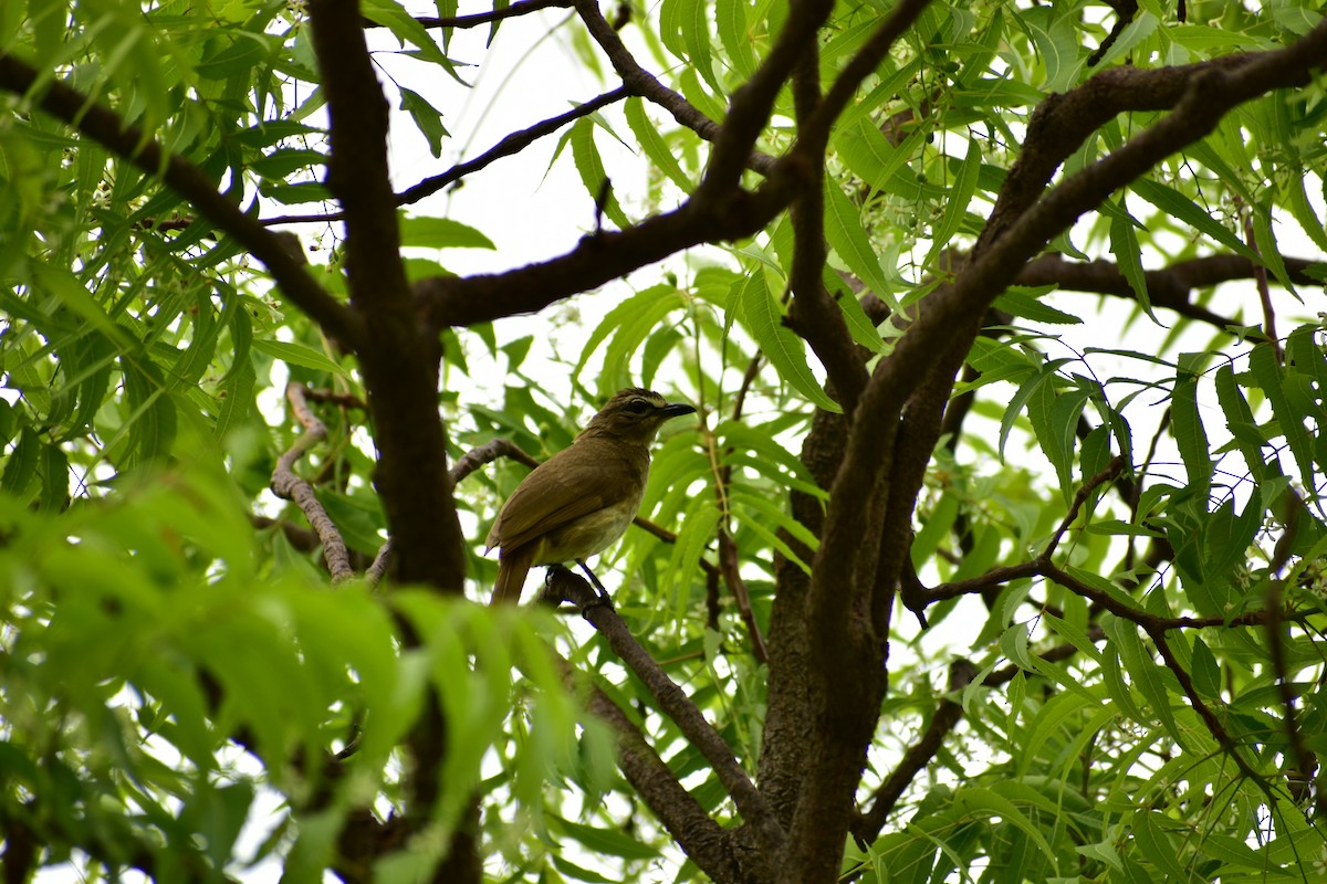 White-browed Bulbul - ML633496808