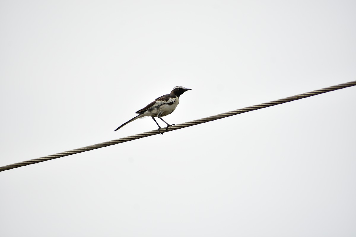 White-browed Wagtail - ML633496815
