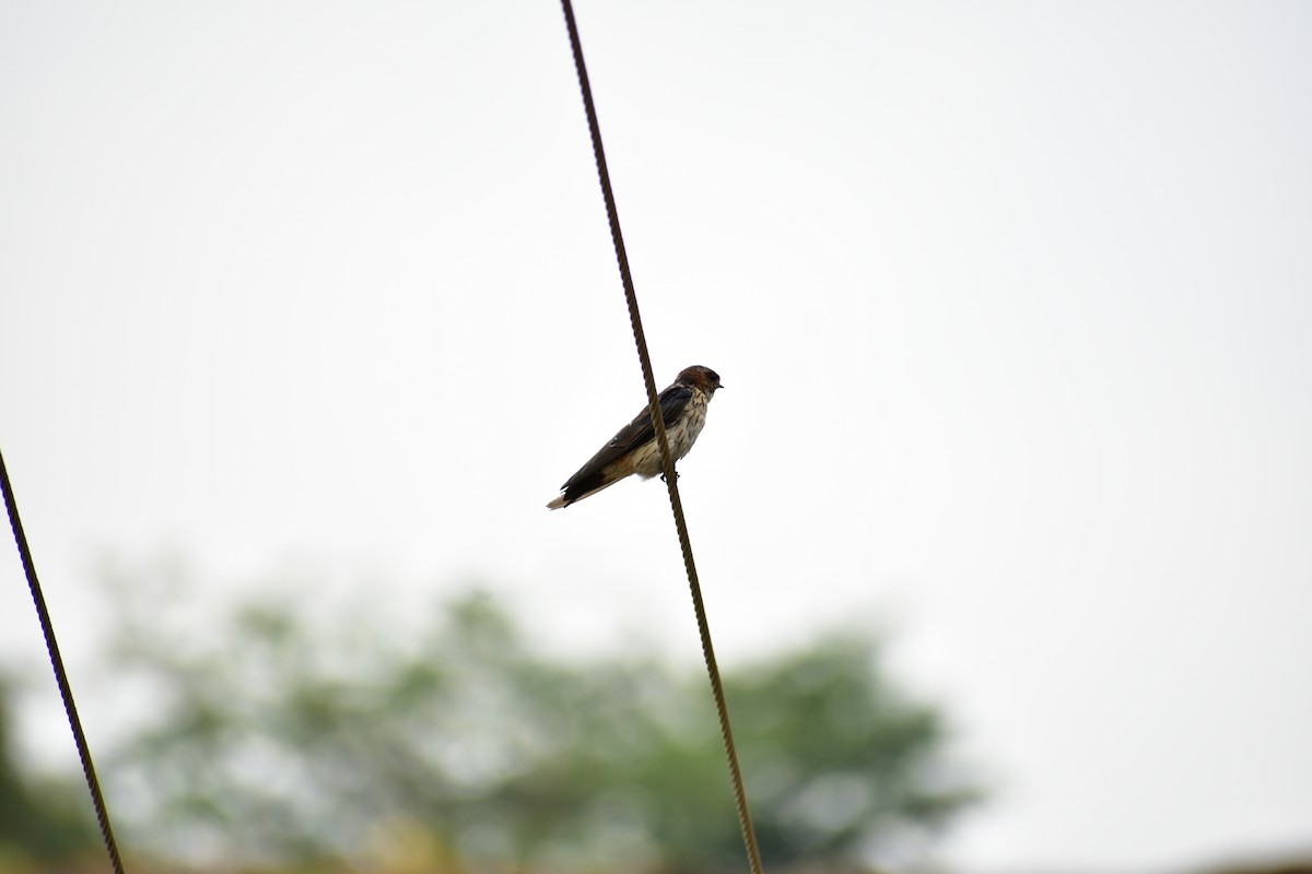 Eastern Red-rumped Swallow - ML633496847