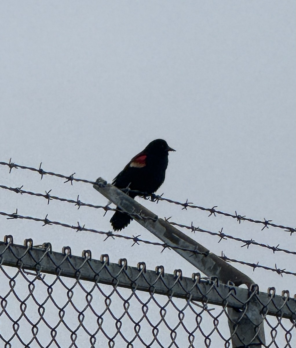 Red-winged Blackbird - ML633496884