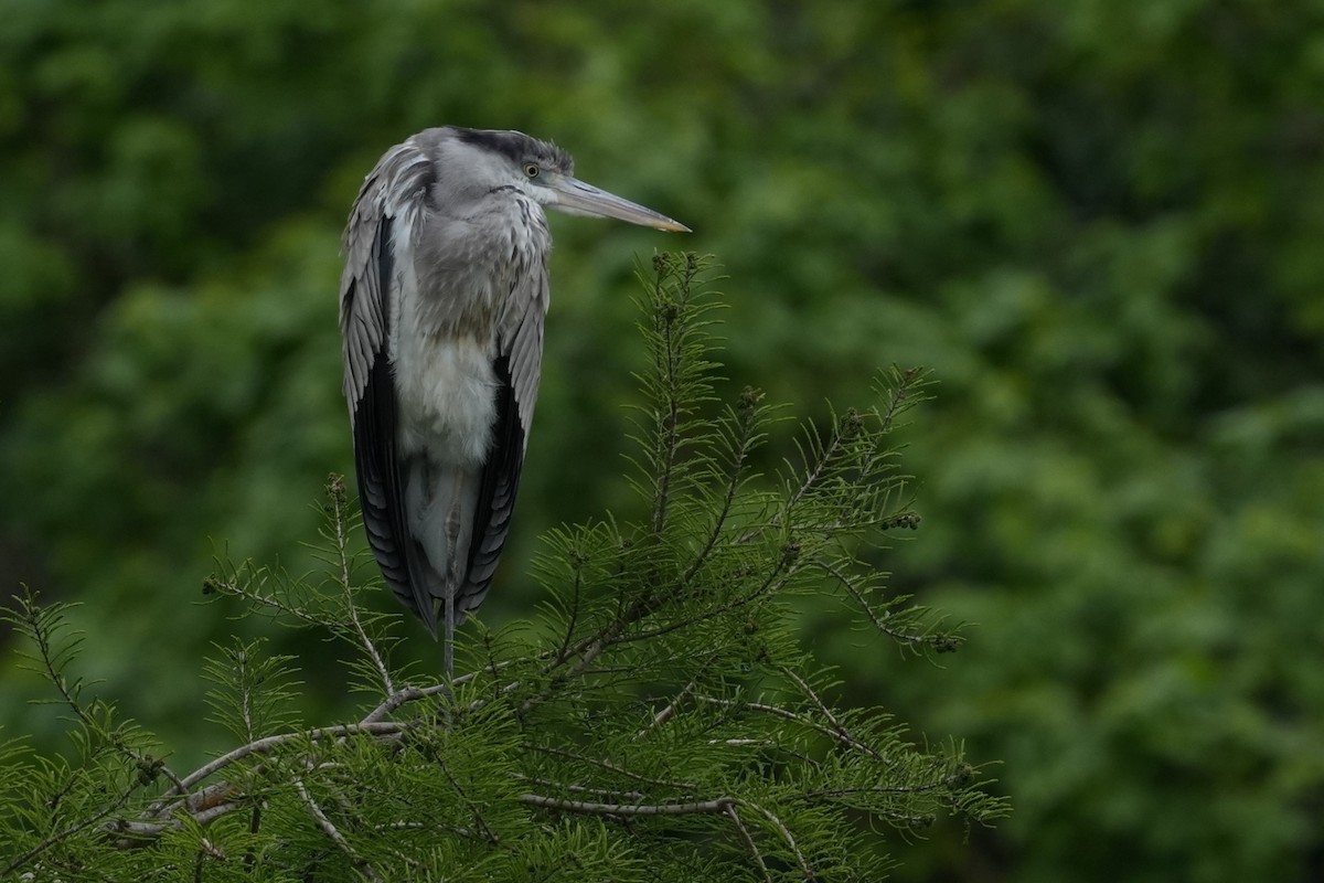Gray Heron - Charlie Wells