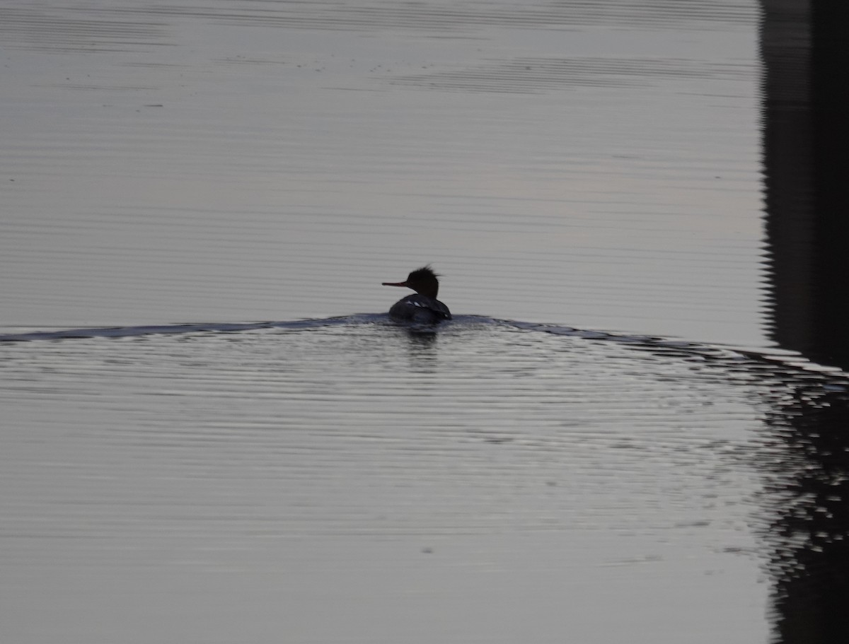 Red-breasted Merganser - ML633496939