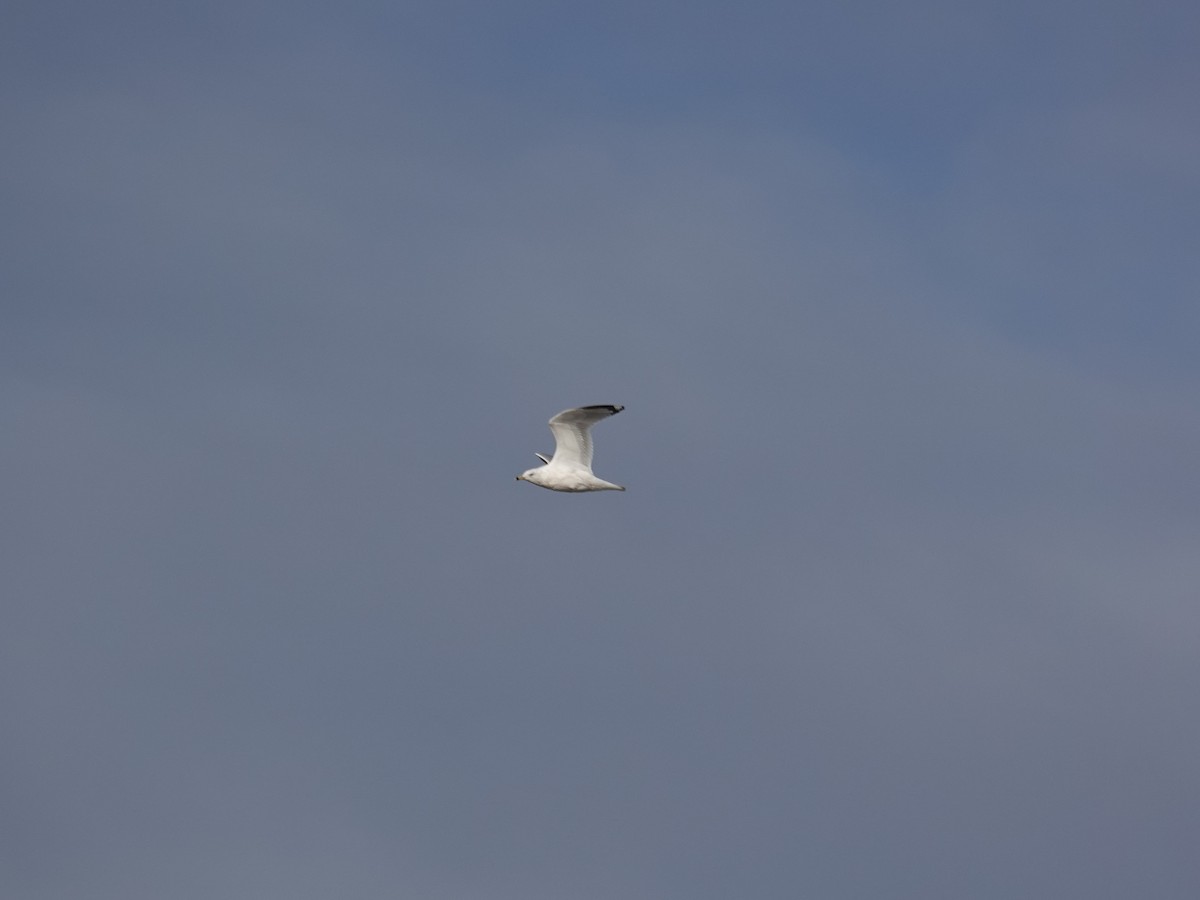 Ring-billed Gull - ML633496947