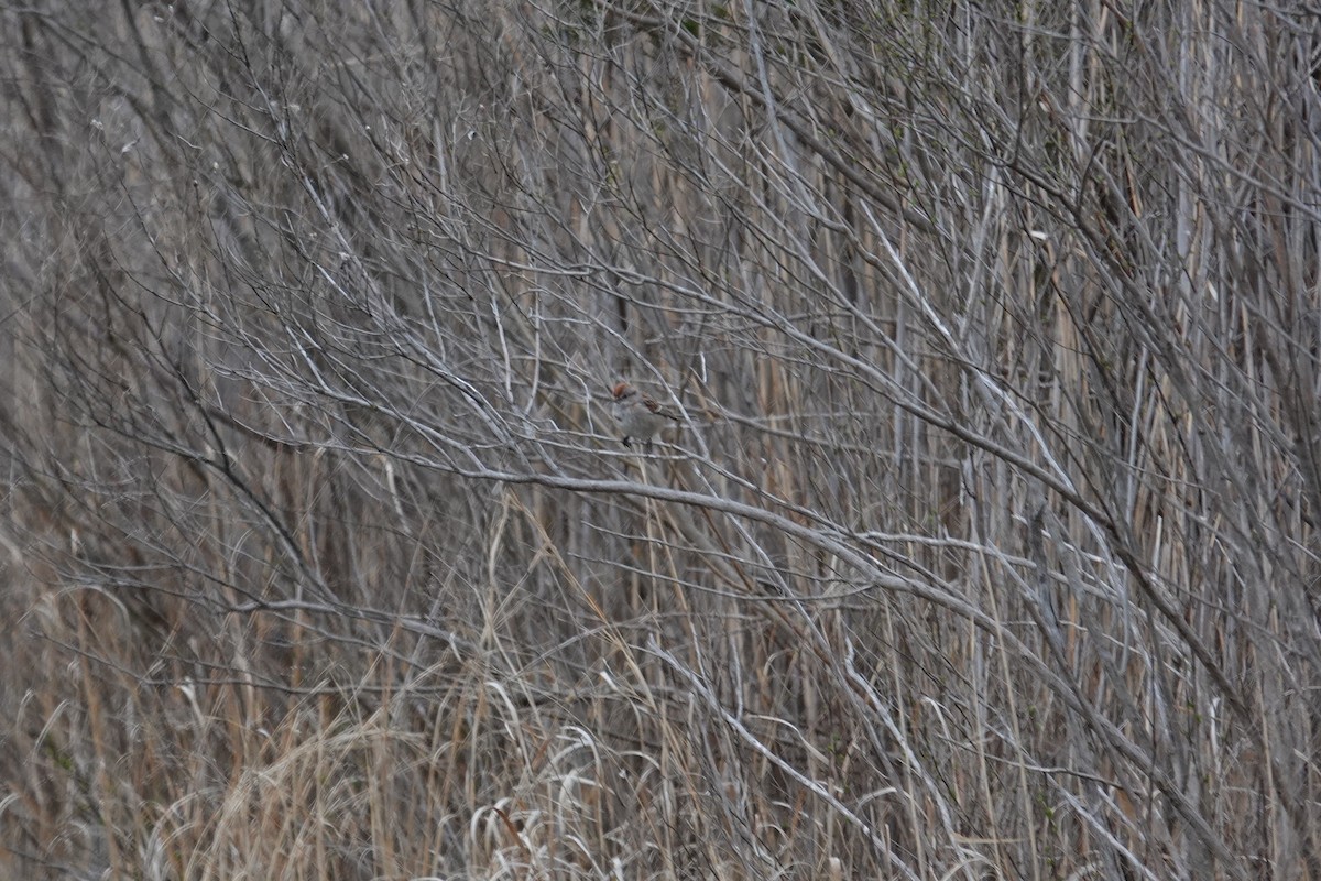 American Tree Sparrow - ML633496951