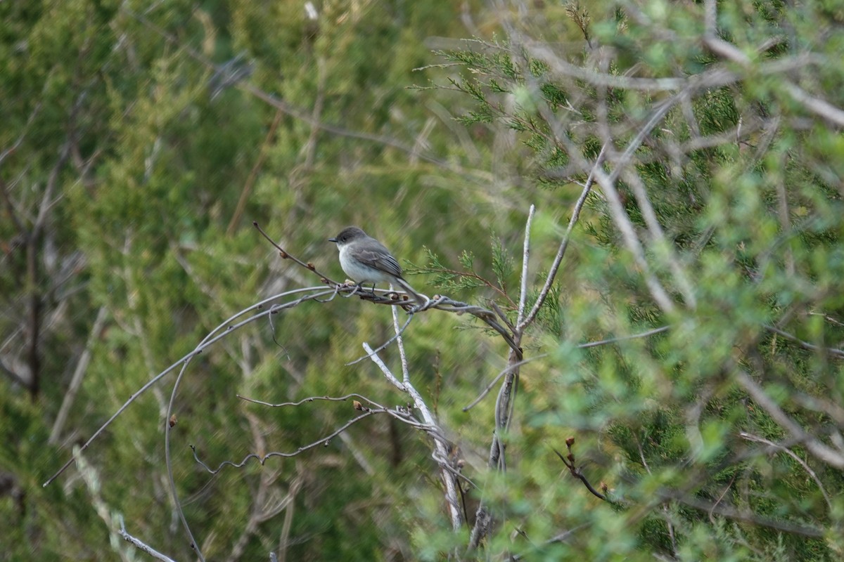 Eastern Phoebe - ML633496967