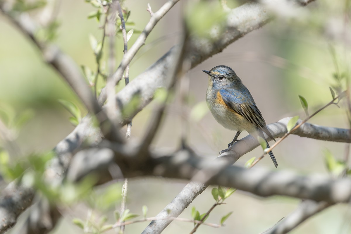 Red-flanked Bluetail - ML633497020