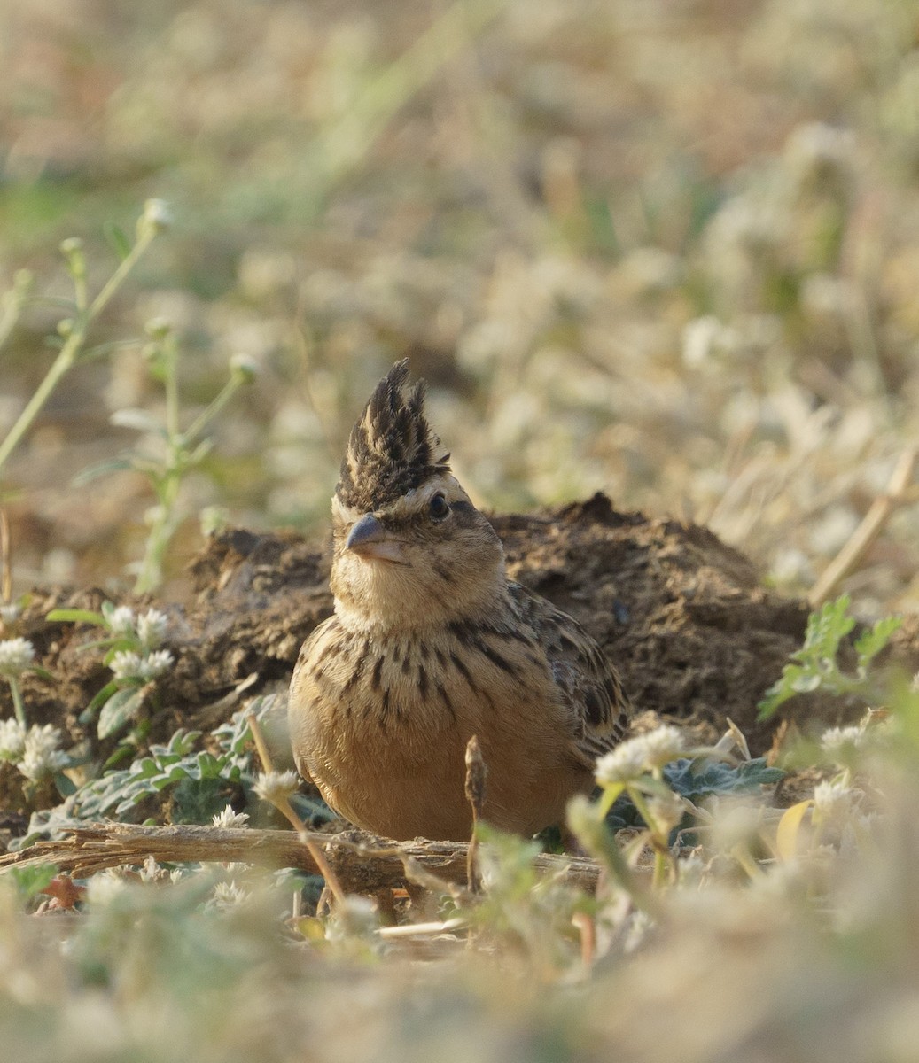 lark sp. - ML633497035