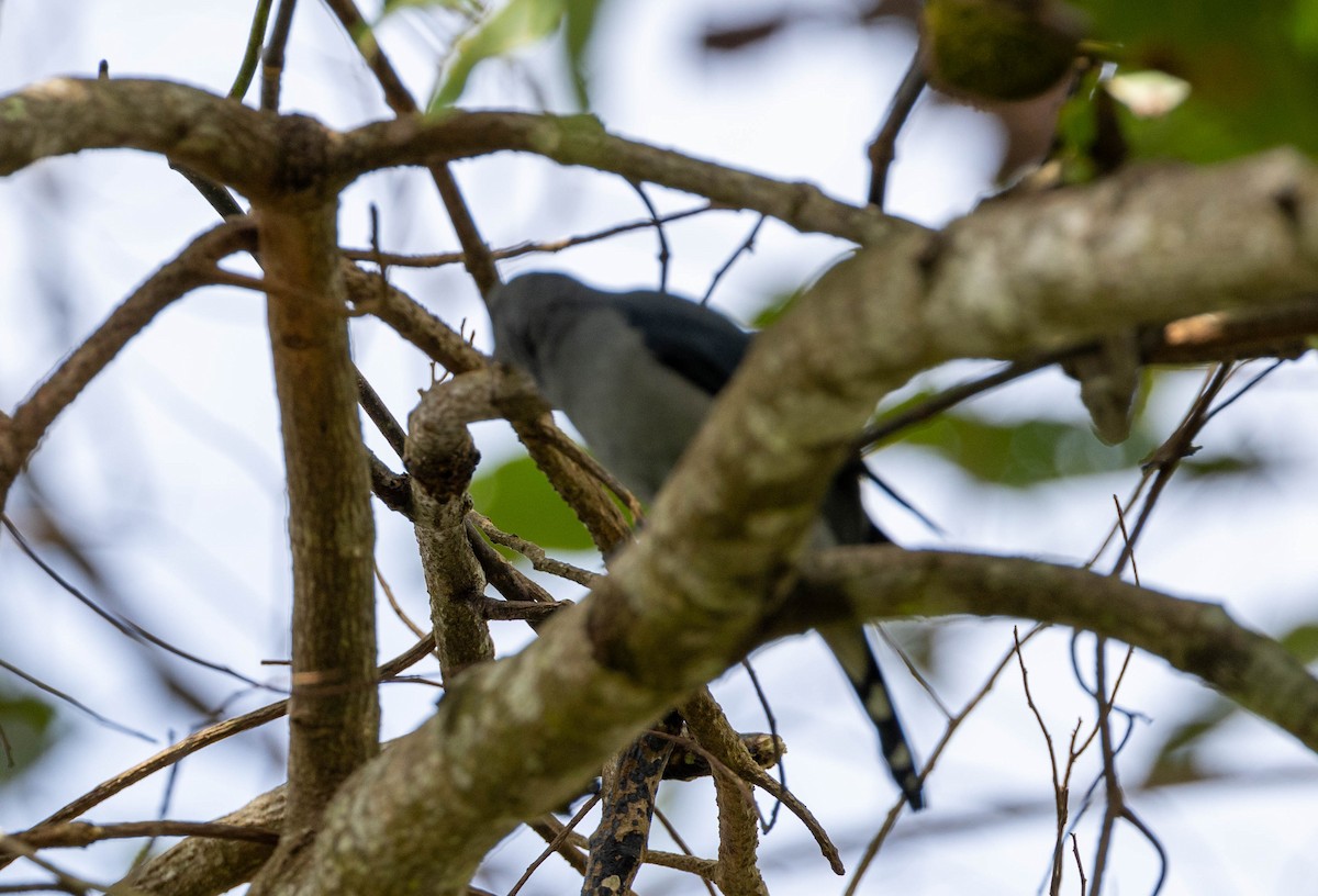 Black-winged Cuckooshrike - ML633497052