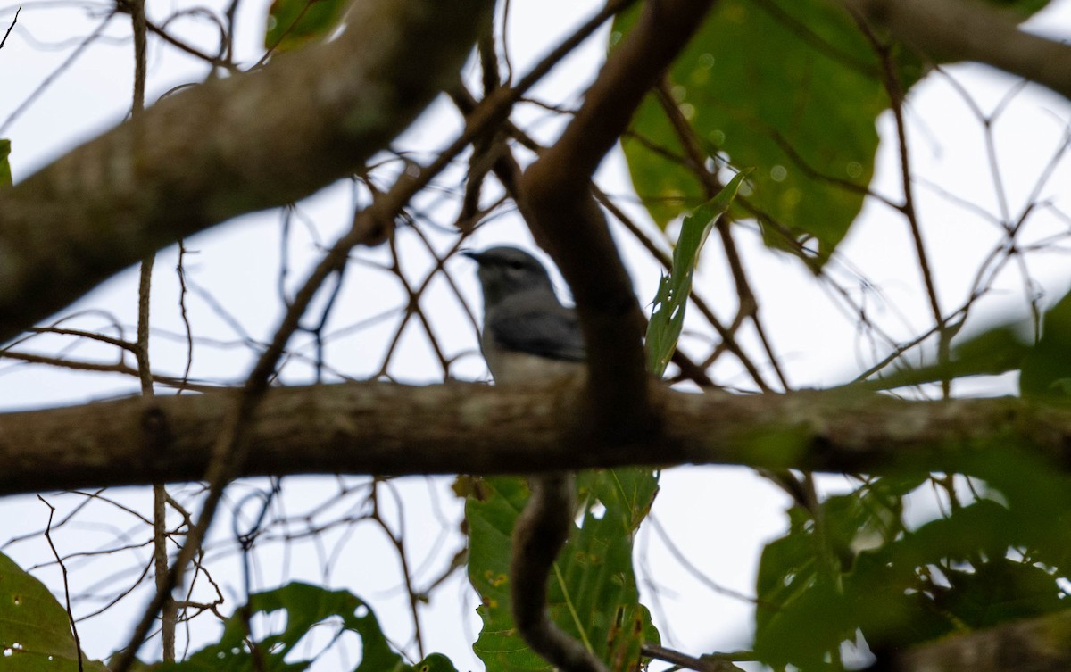 Black-winged Cuckooshrike - ML633497053