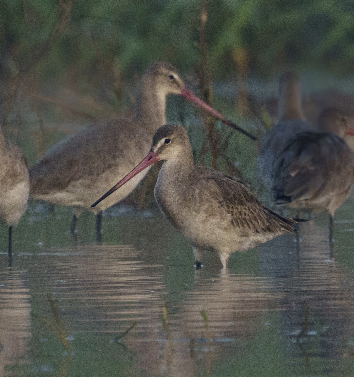 Black-tailed Godwit - ML633497183