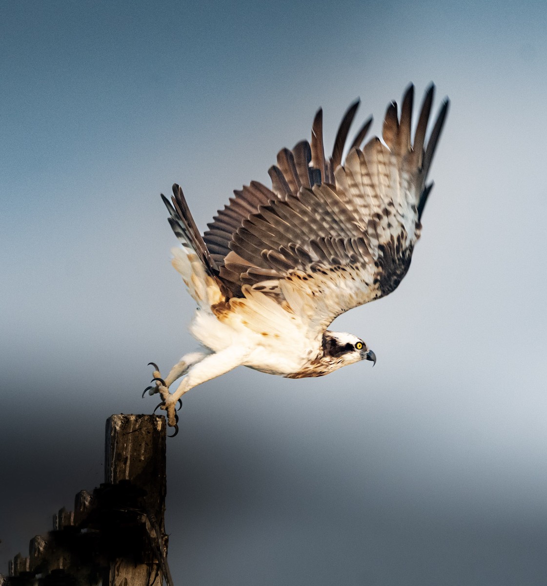 Osprey - ML633497209