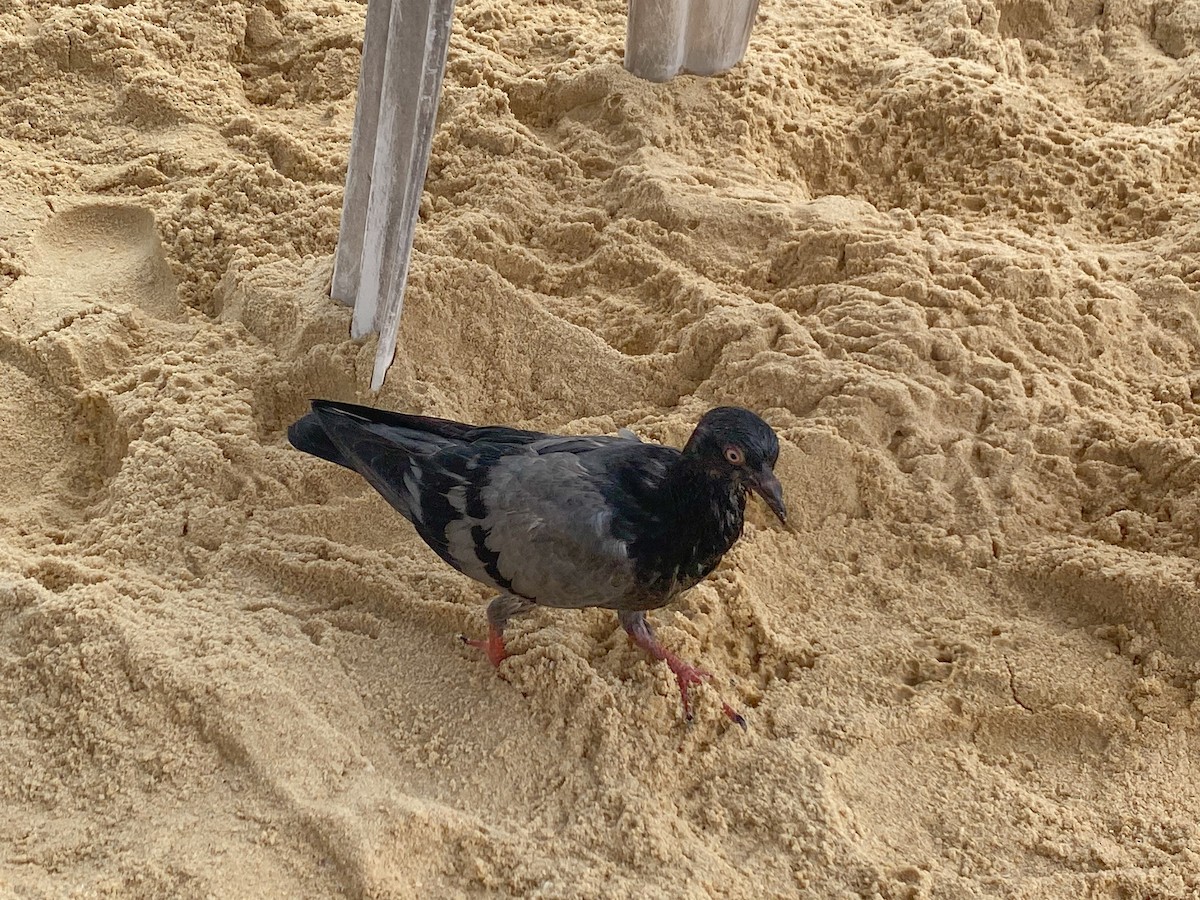 Rock Pigeon (Feral Pigeon) - ML633497421