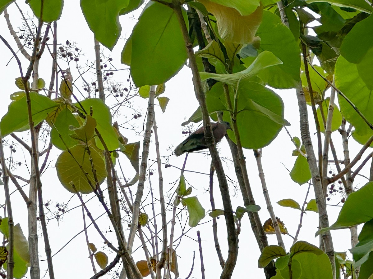 Red Collared-Dove - ML633497434