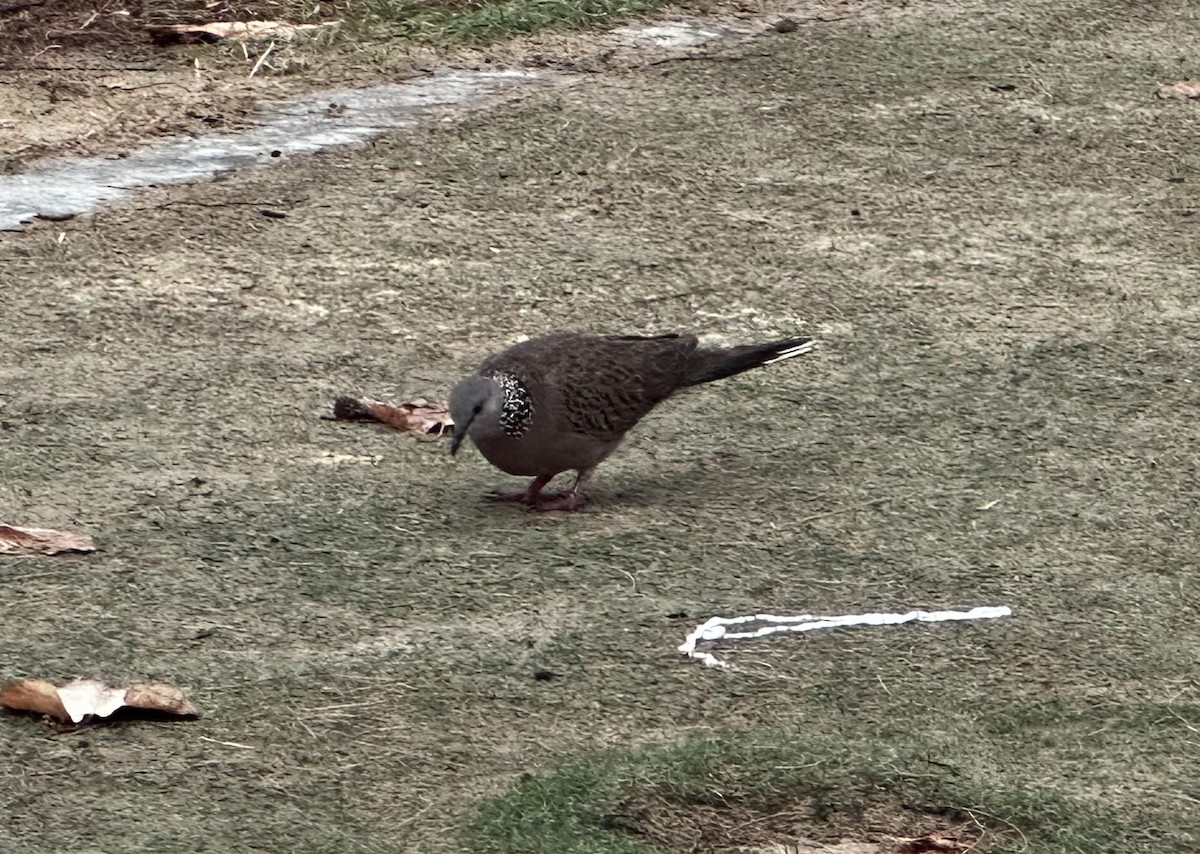 Spotted Dove - ML633497439
