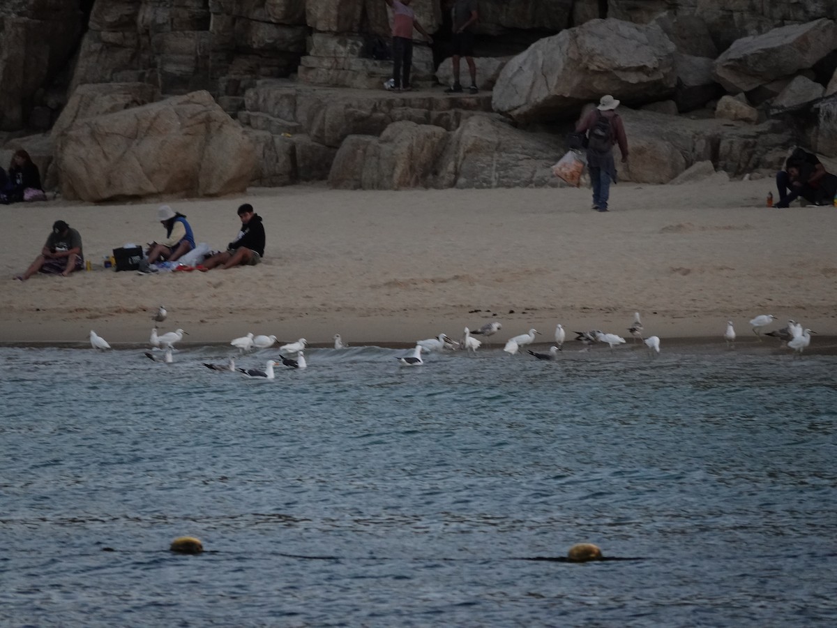 Heermann's Gull - Aldrin Leung