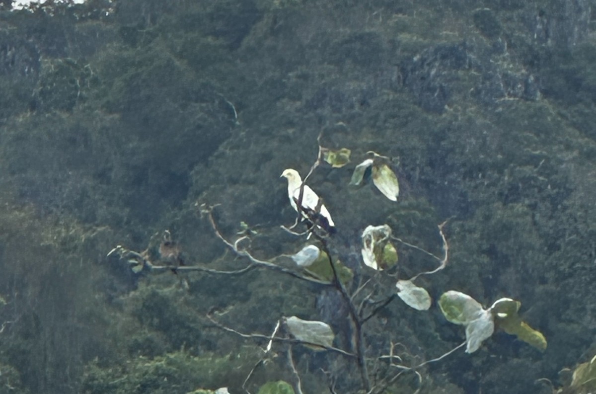 Pied Imperial-Pigeon - ML633497446