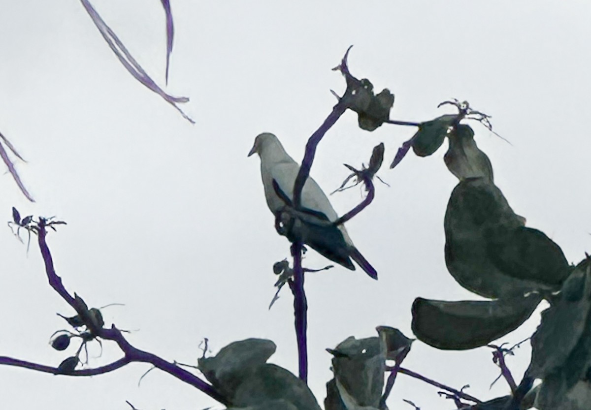 Pied Imperial-Pigeon - ML633497447
