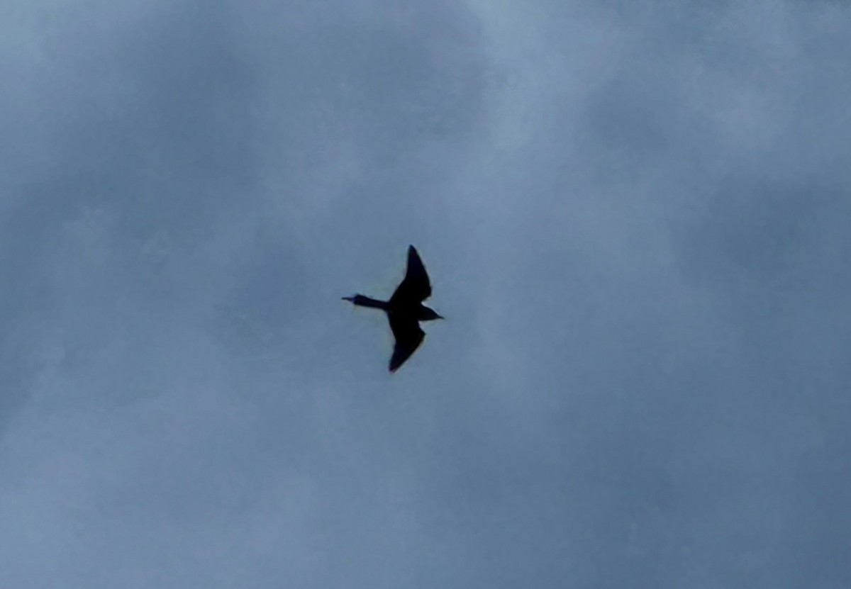 Lesser Frigatebird - ML633497459