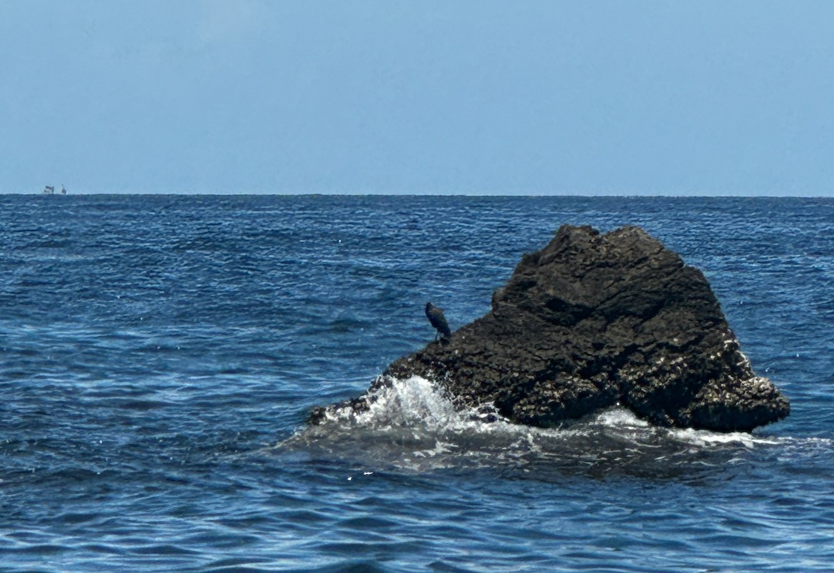 Pacific Reef-Heron - ML633497464