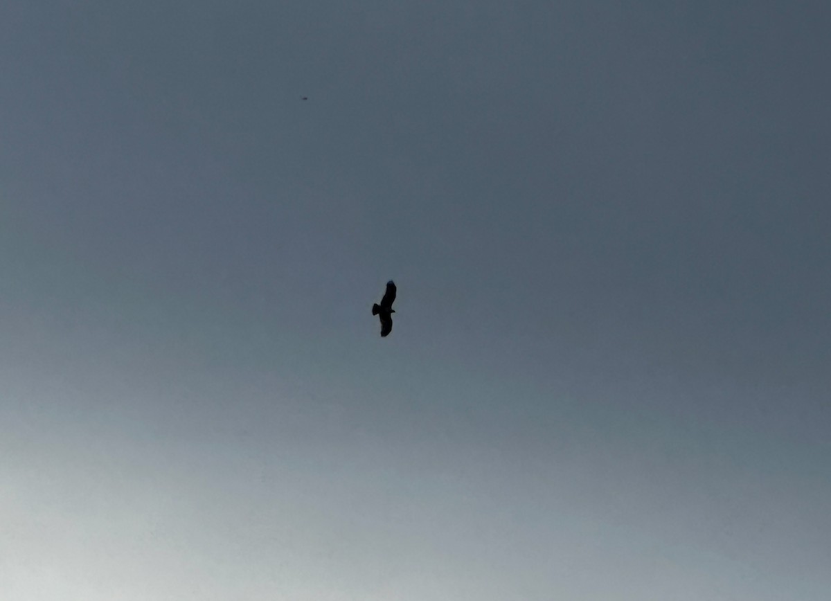 Osprey - ML633497474