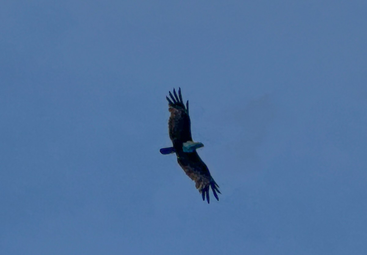 Brahminy Kite - ML633497478