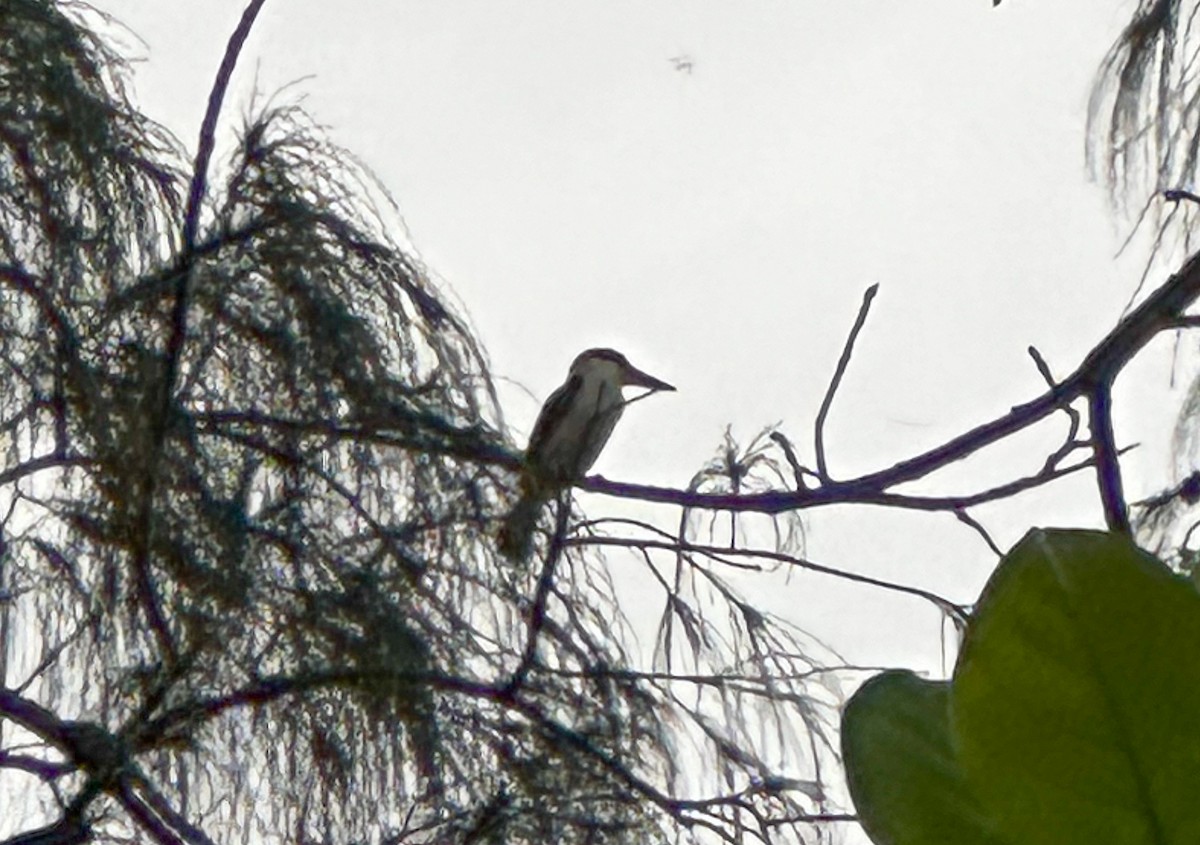 Collared Kingfisher - ML633497491