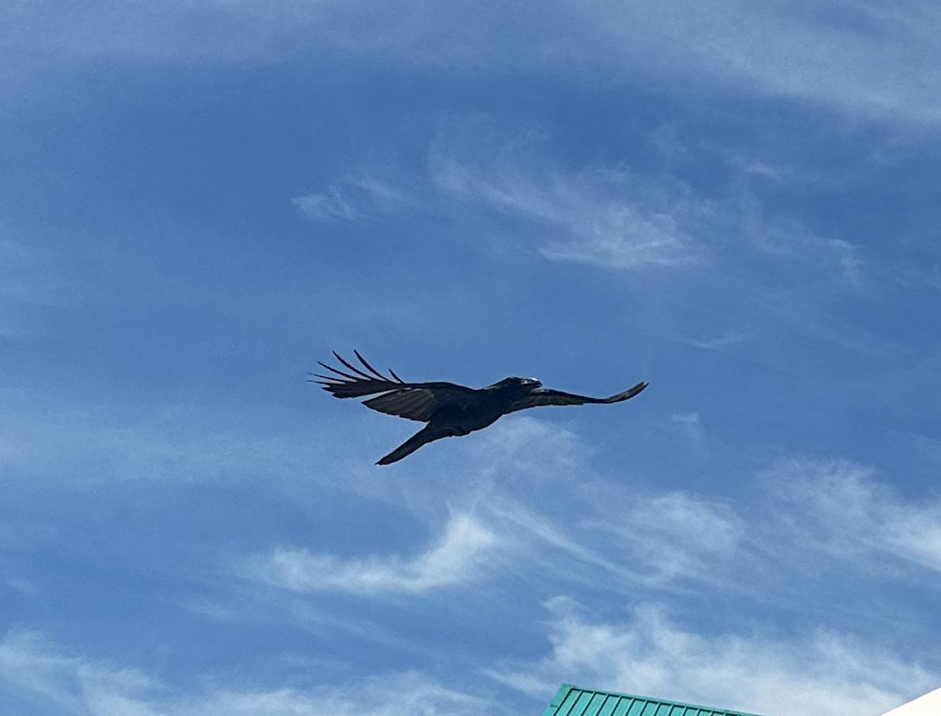 Large-billed Crow - ML633497498