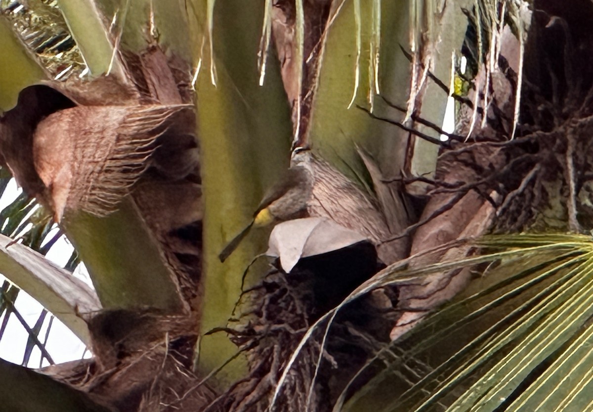 Yellow-vented Bulbul - ML633497511