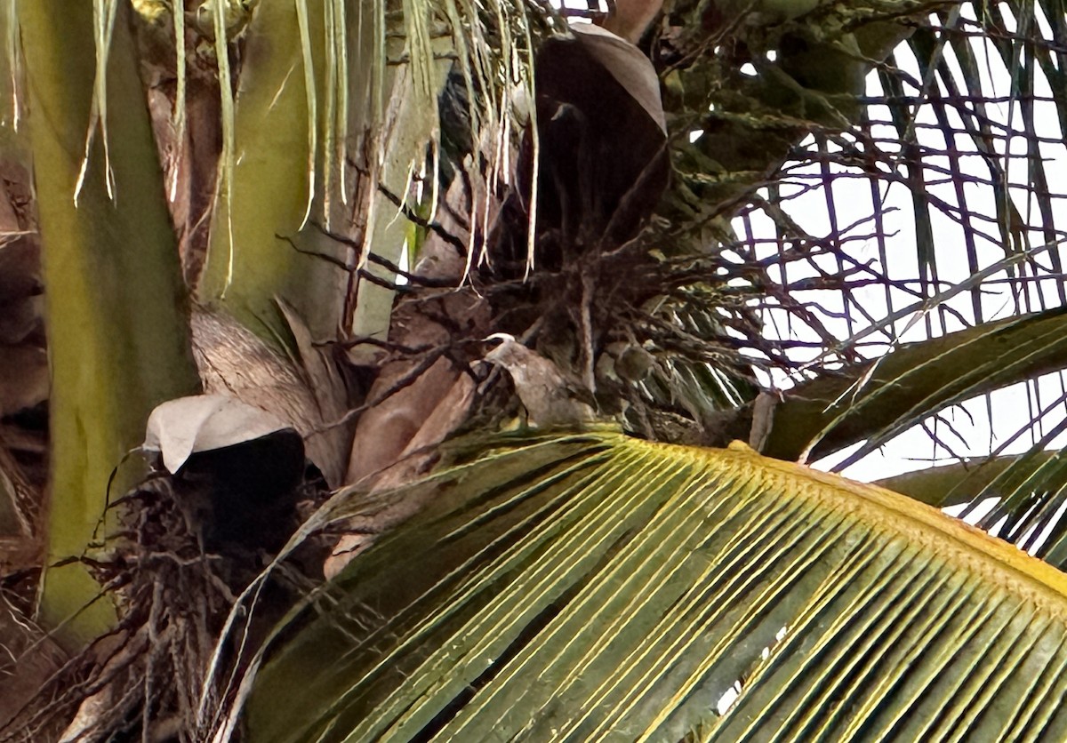 Yellow-vented Bulbul - ML633497512