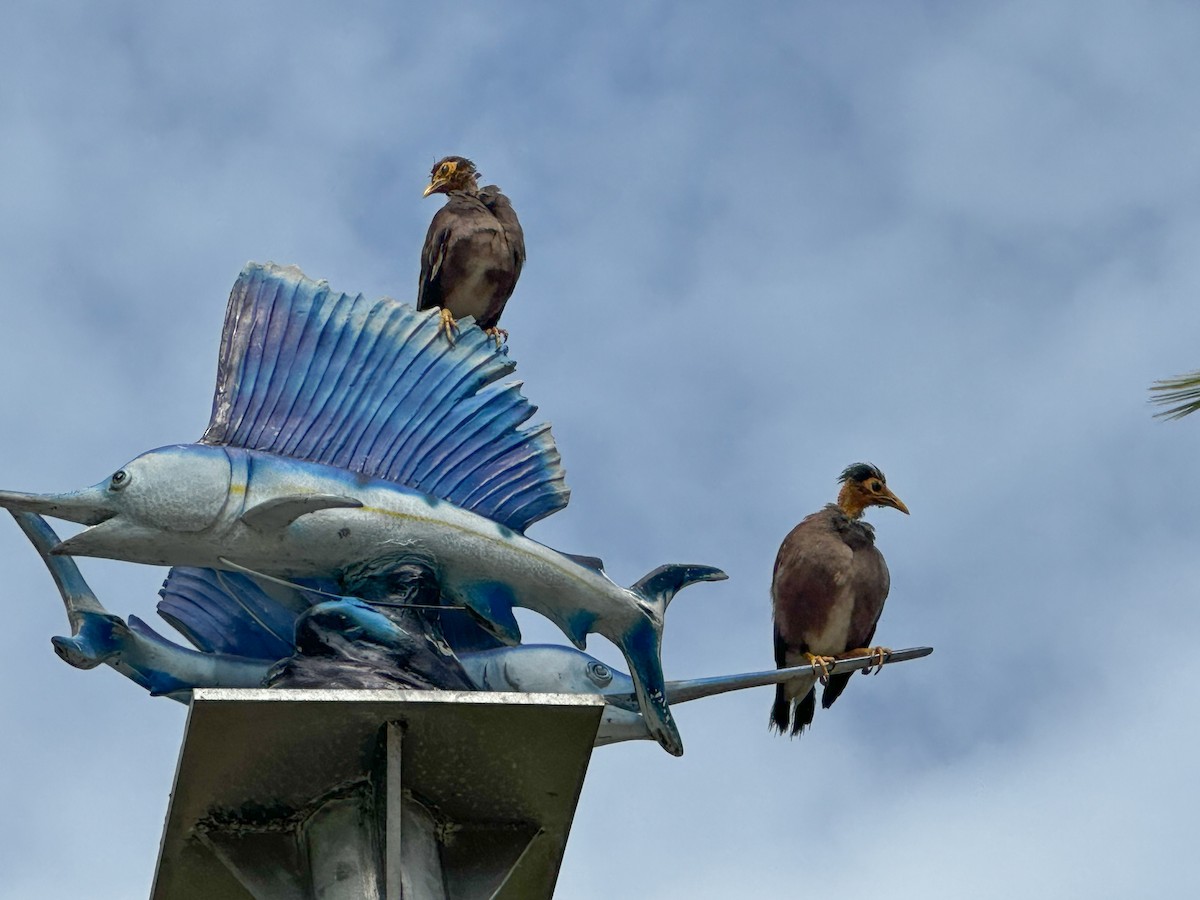 Common Myna - ML633497519