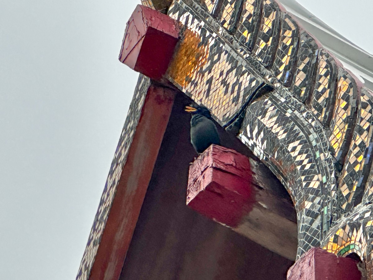 Great Myna - ML633497525