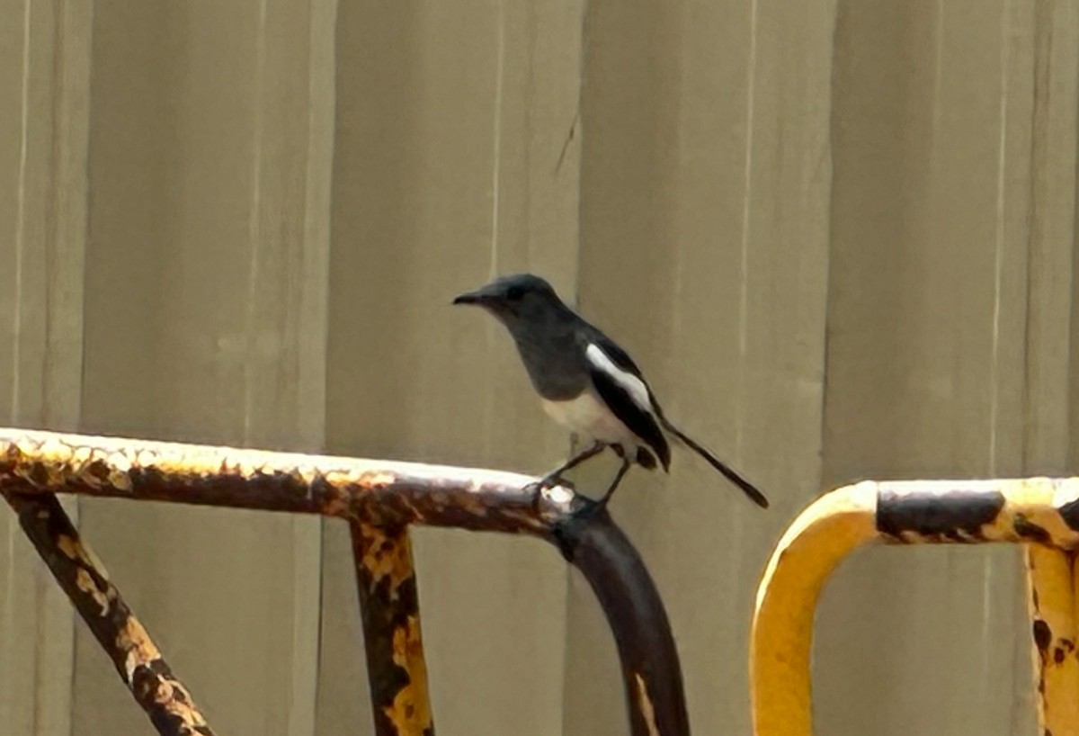 Oriental Magpie-Robin - ML633497536