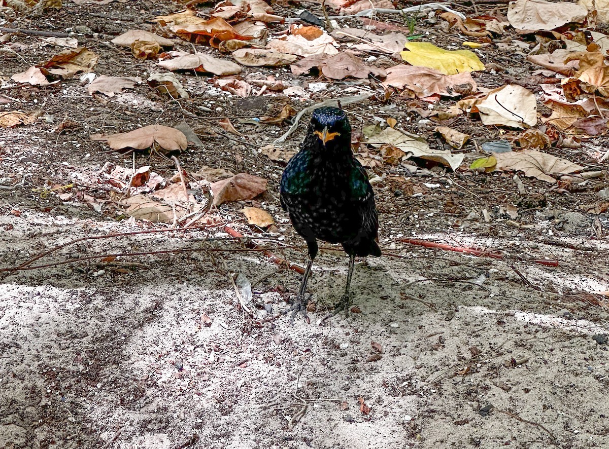 Blue Whistling-Thrush - ML633497556