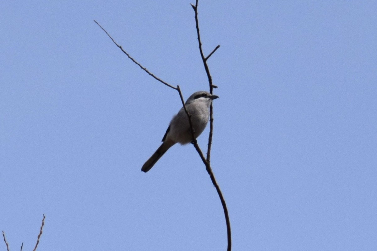 Northern Shrike - ML633497566