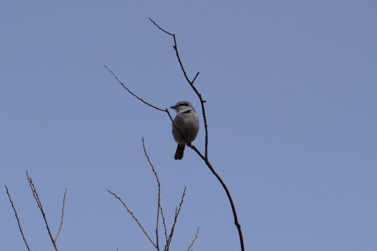 Northern Shrike - ML633497587